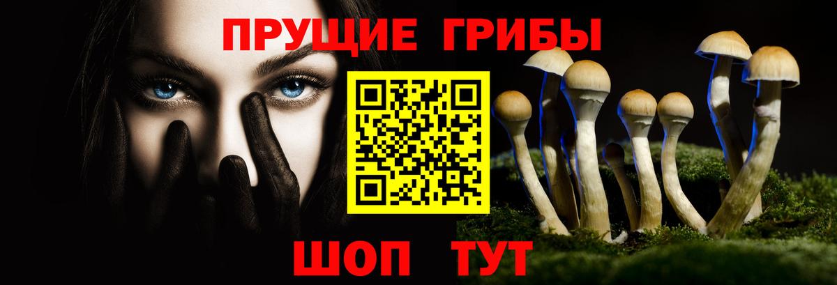 Псилоцибиновые грибы Psilocybe Чайковский